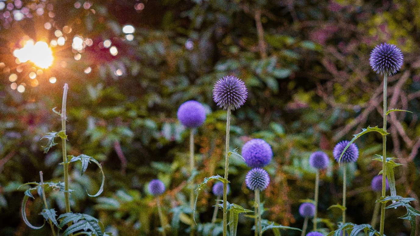 garden-flowers-echinops