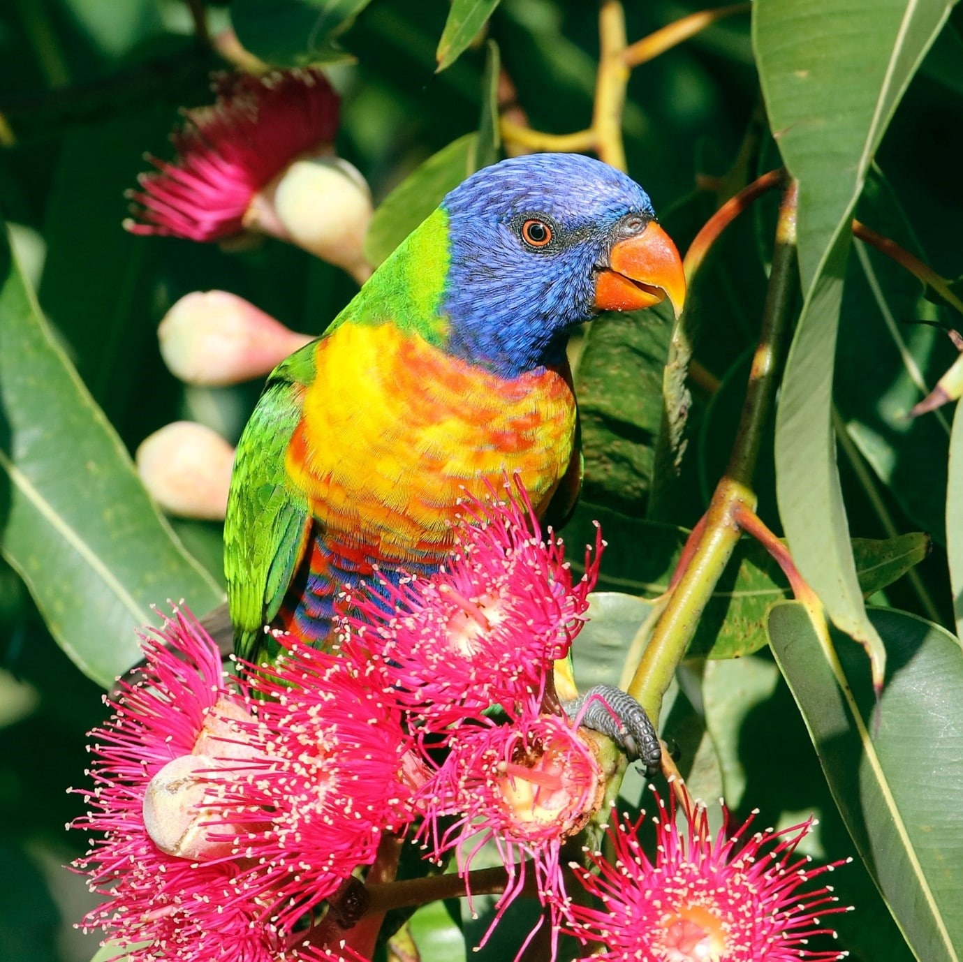 garden-flowers-eucalyptus-flower