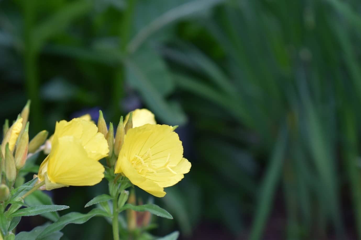 garden-flowers-evening-primrose