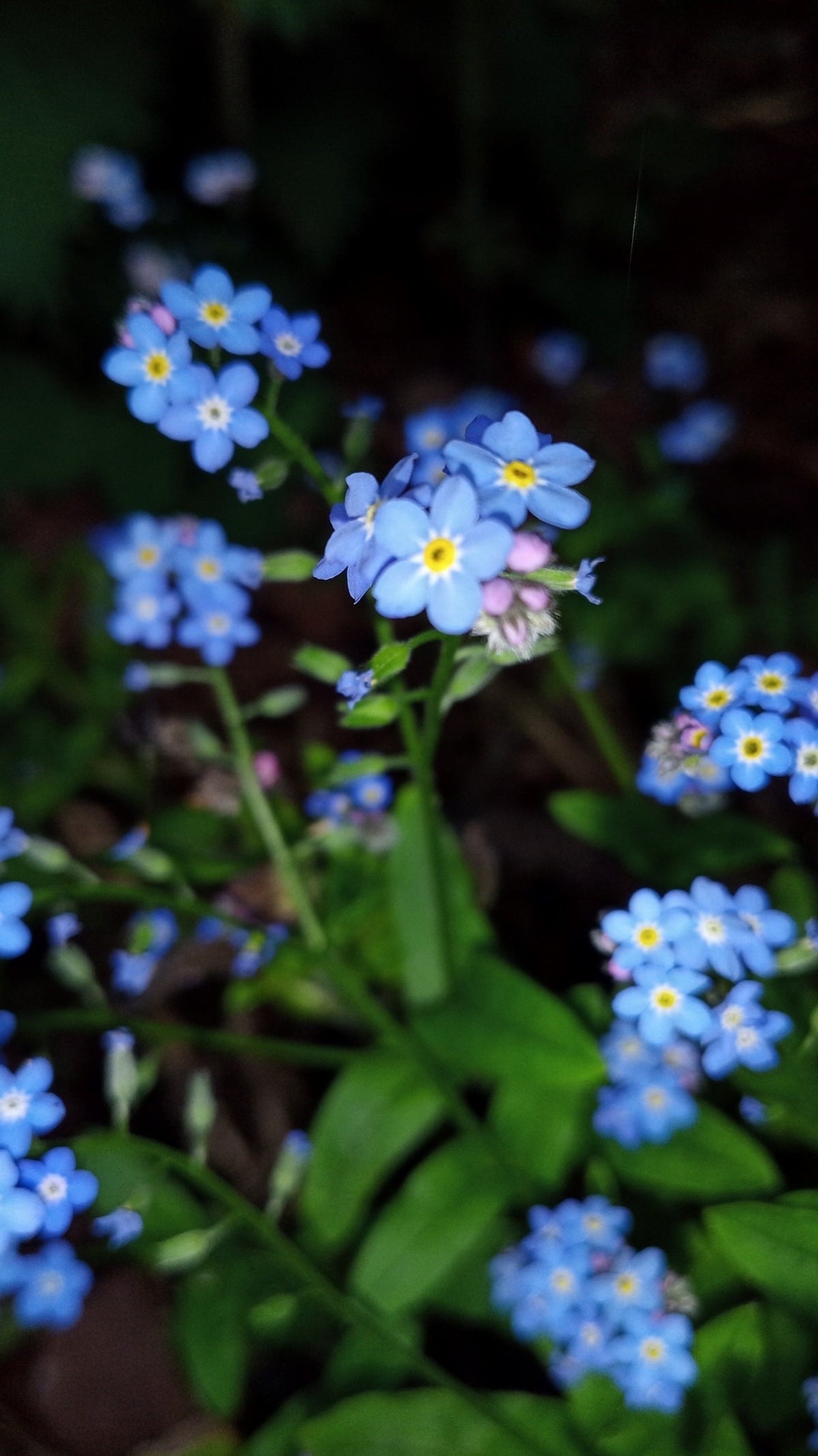 garden-flowers-forgetmenots