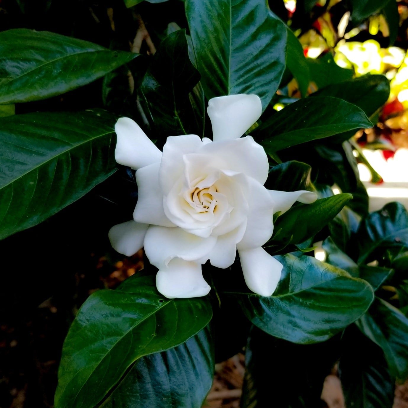 garden-flowers-gardenias