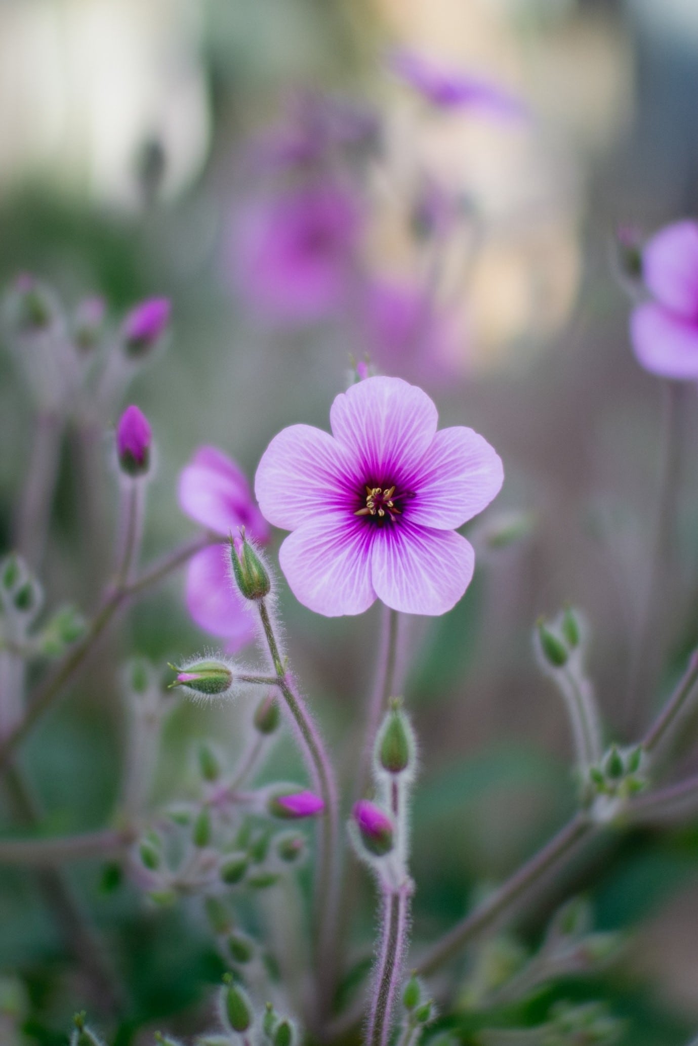 garden-flowers-geranium