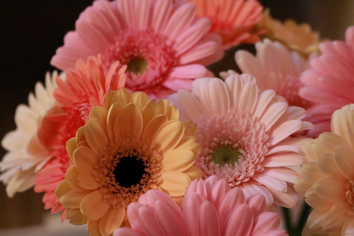 garden-flowers-gerberas