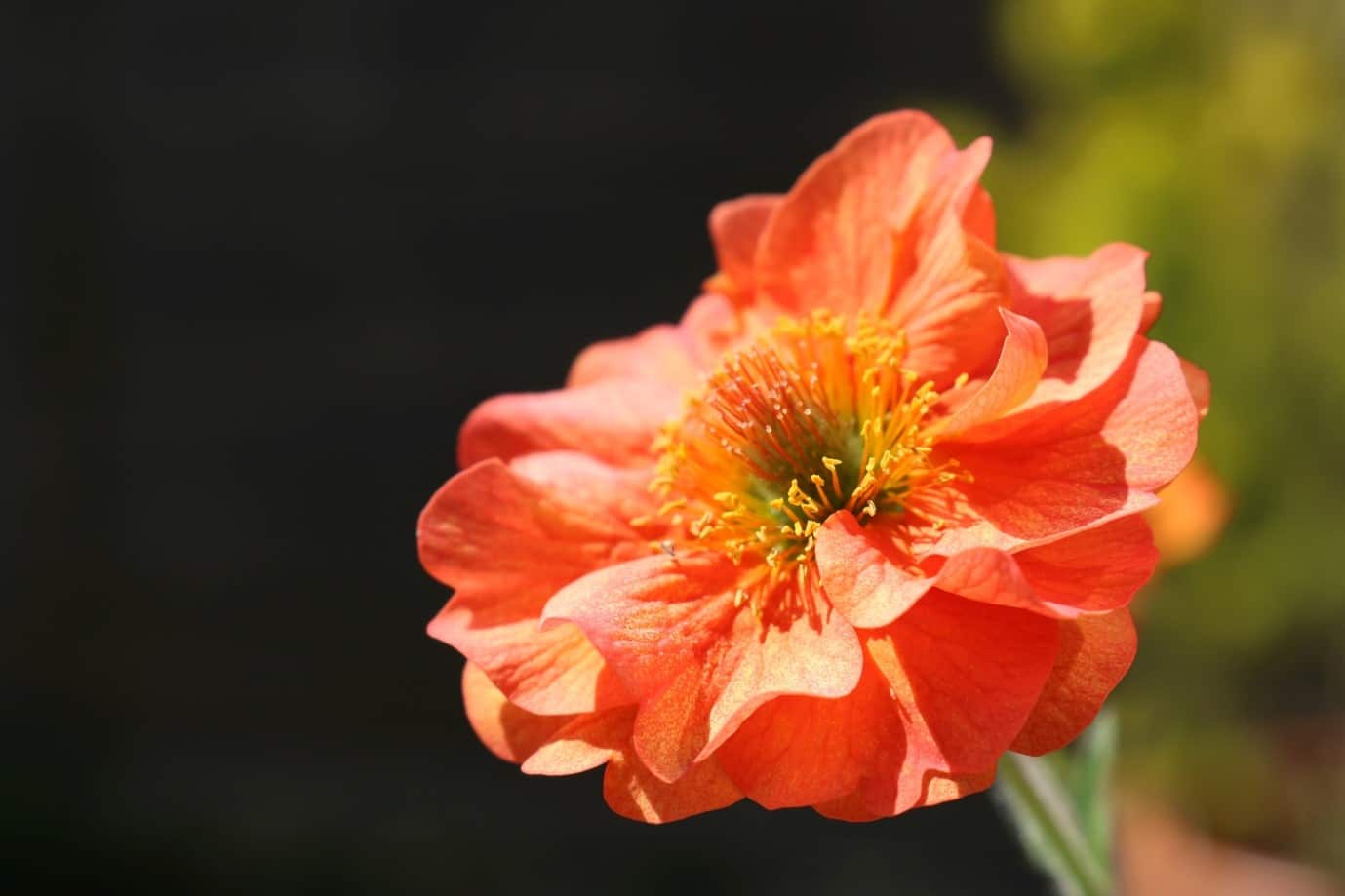 garden-flowers-geum