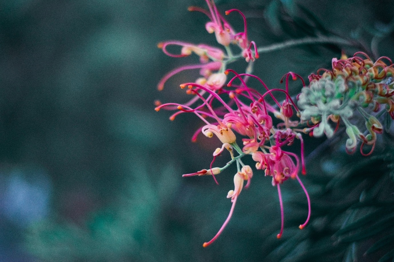 garden-flowers-grevillea