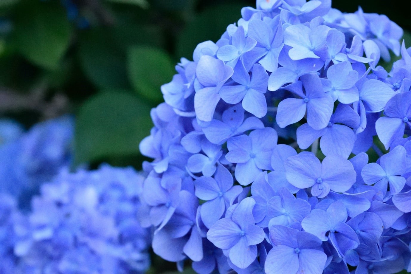 garden-flowers-hydrangeas