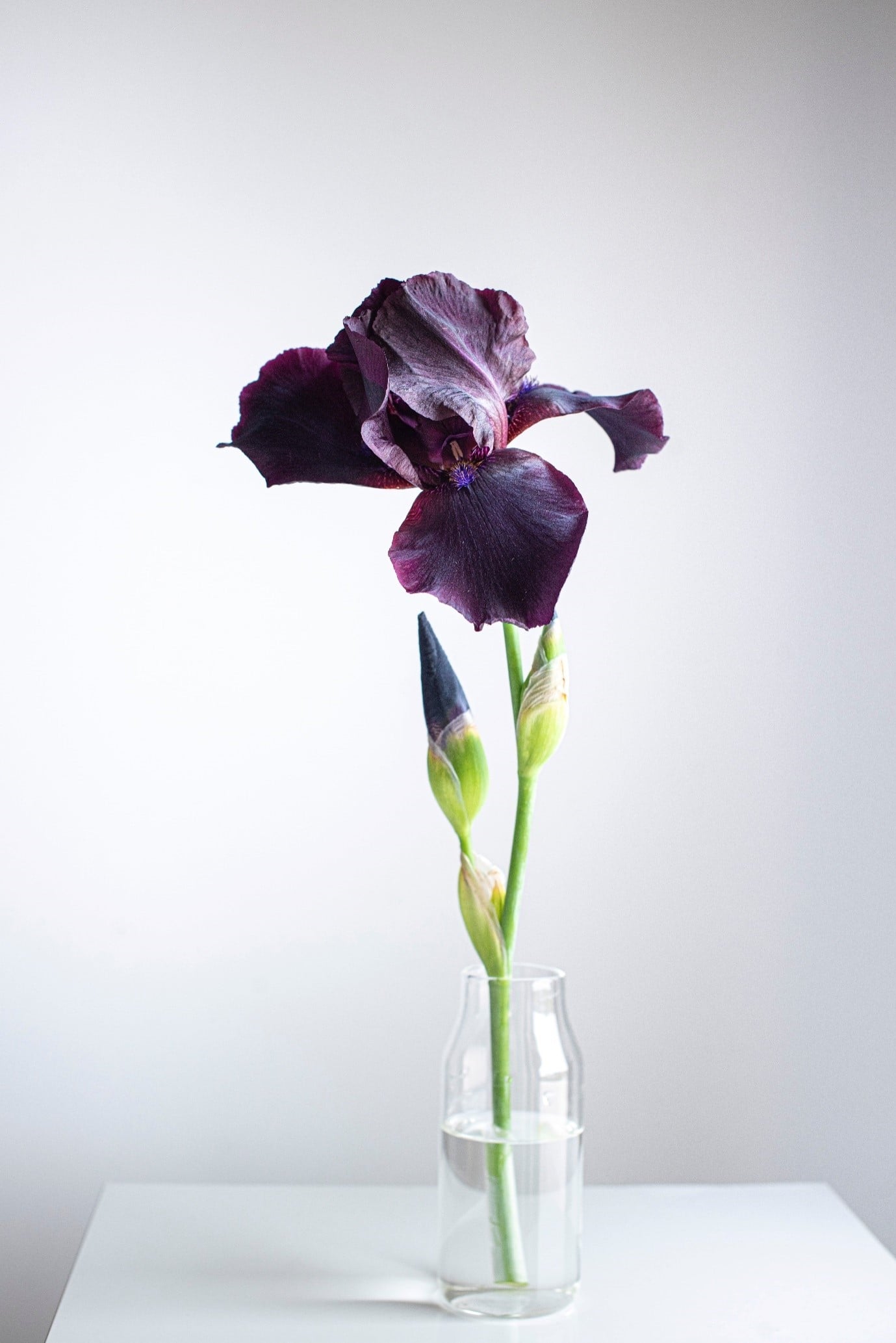 garden-flowers-iris