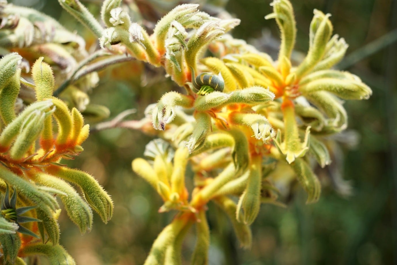 garden-flowers-kangaroo-paws