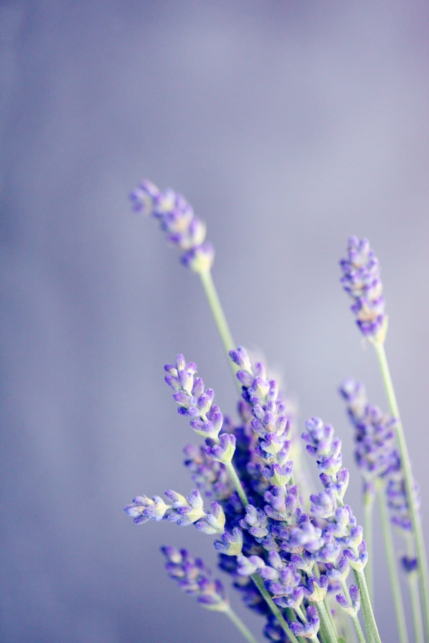 garden-flowers-lavender