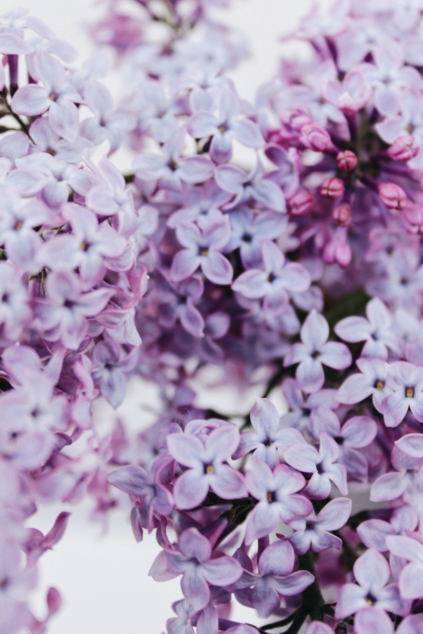 garden-flowers-lilac