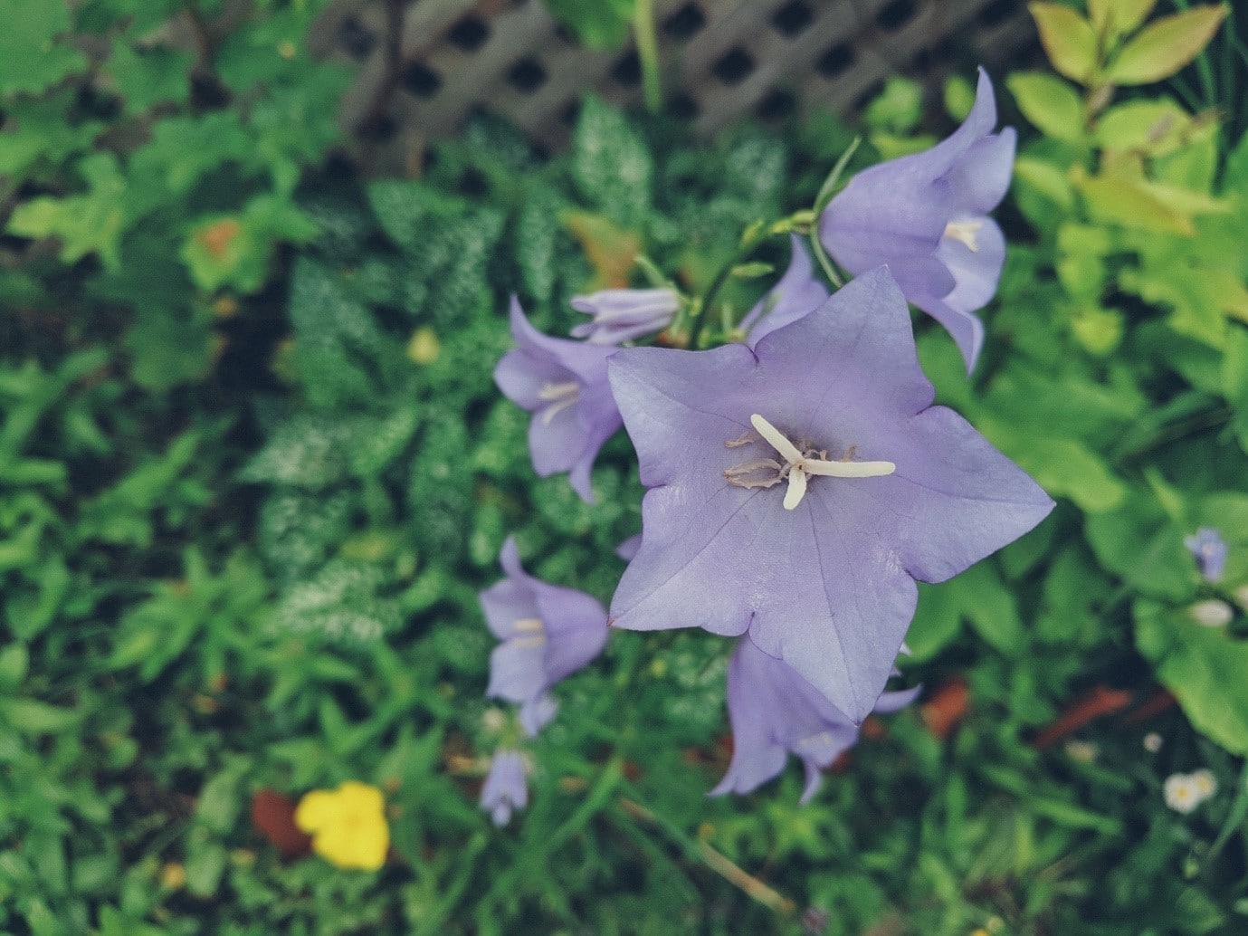 garden-flowers-lobelia