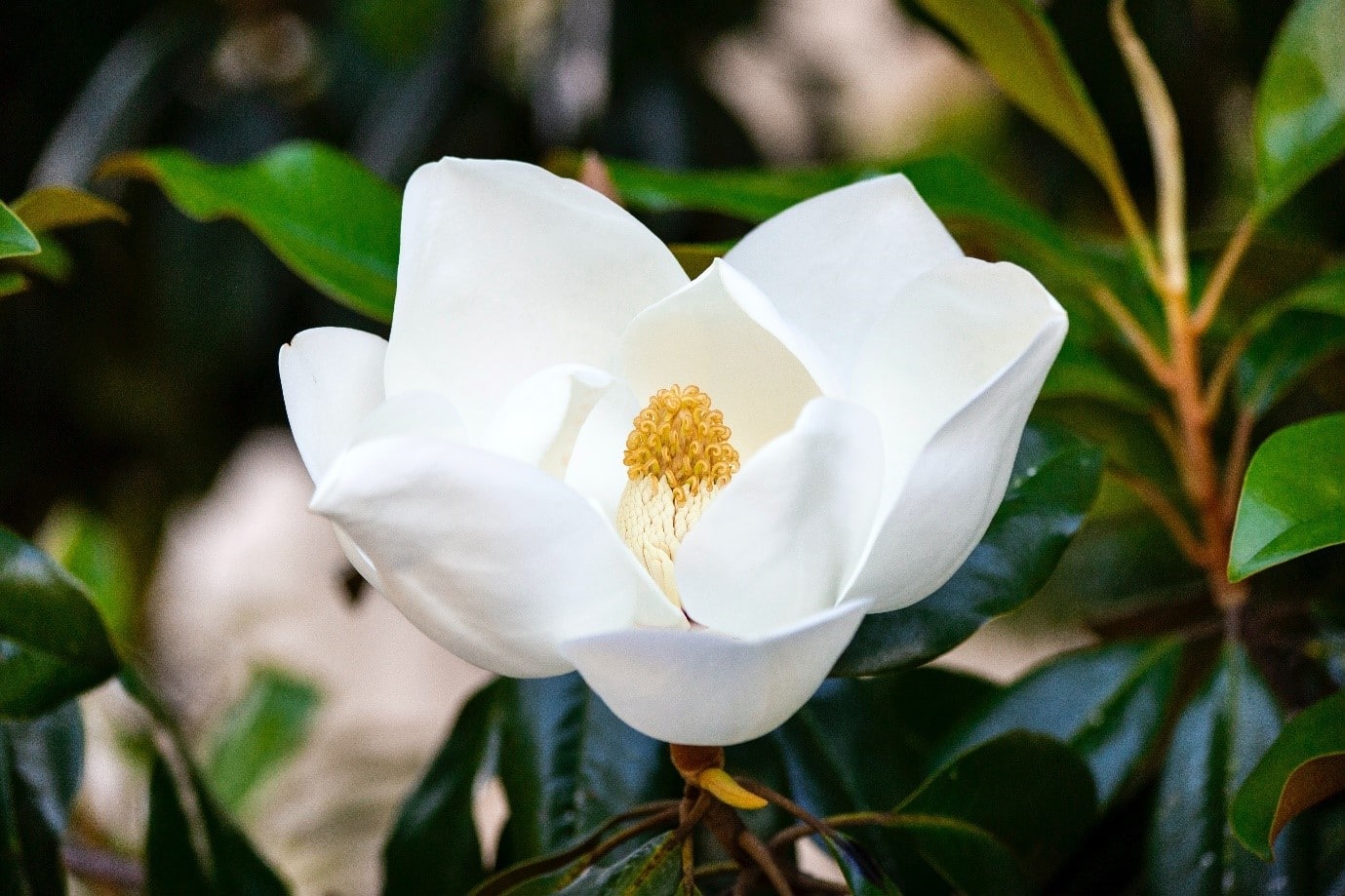 garden-flowers-magnolia