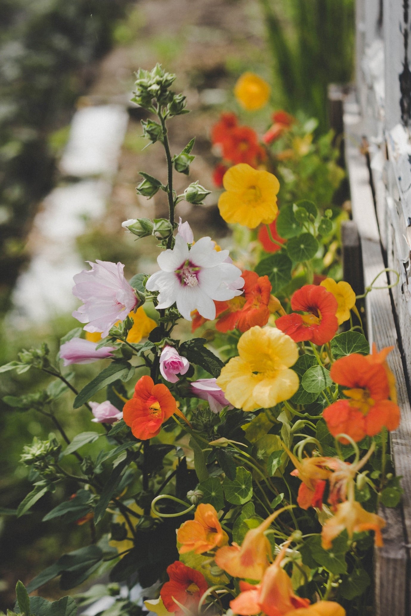garden-flowers-nasturtium
