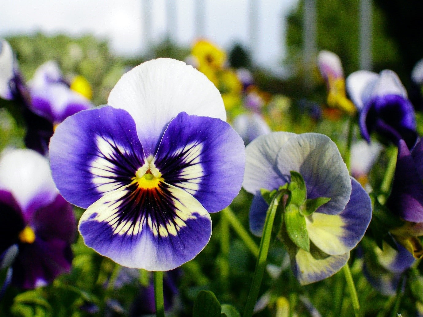 garden-flowers-pansy