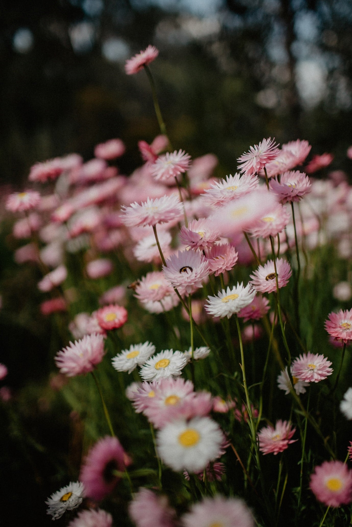 garden-flowers-paper-daisy