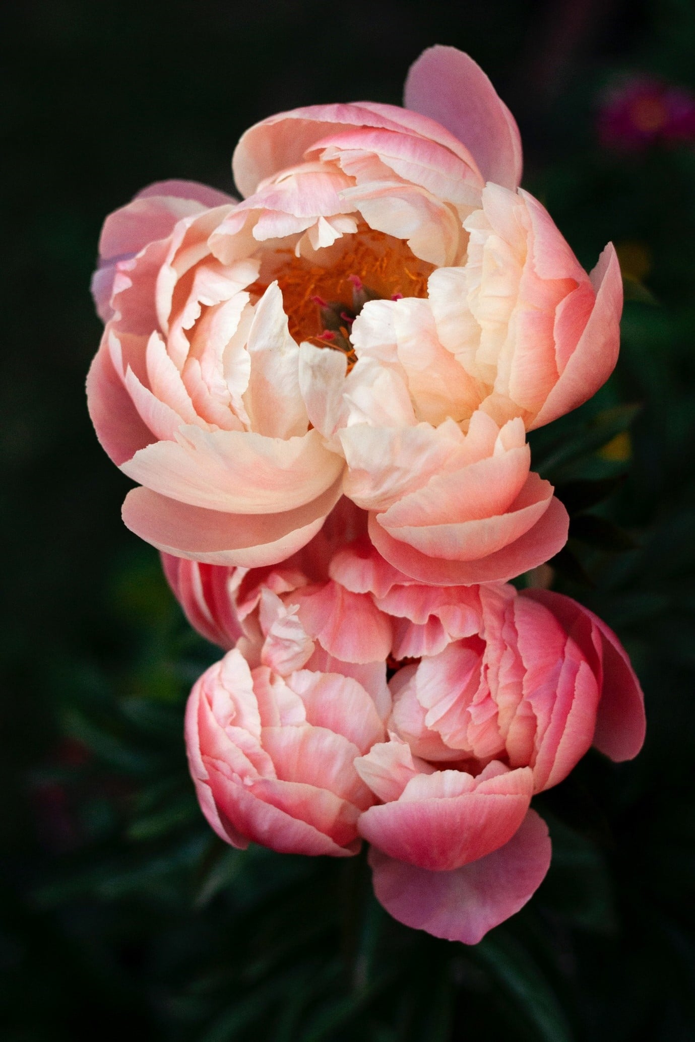 garden-flowers-peonies