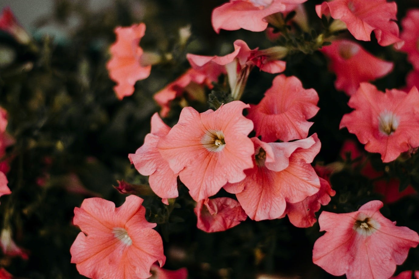 garden-flowers-petunias