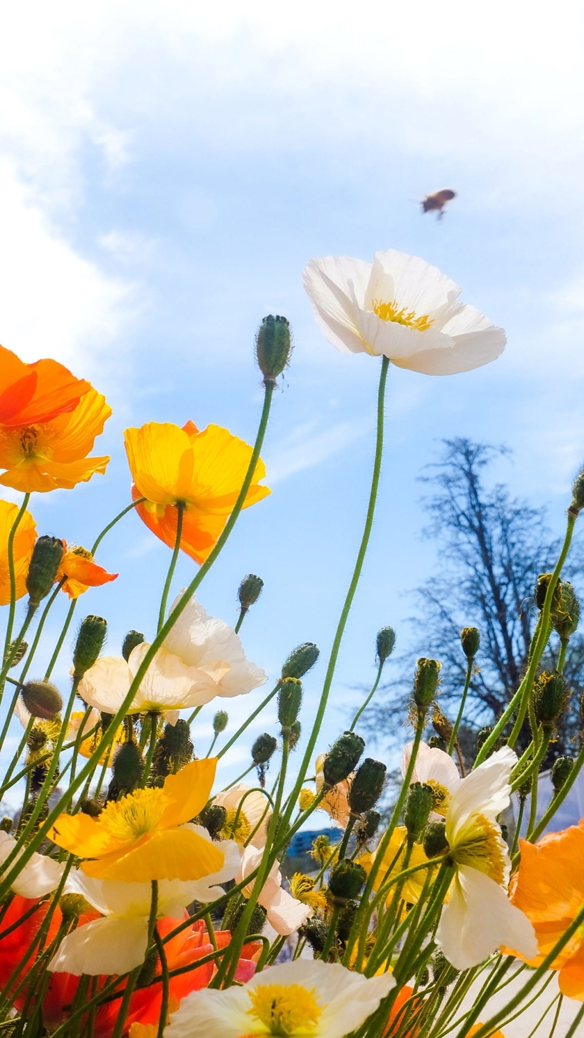 garden-flowers-poppies