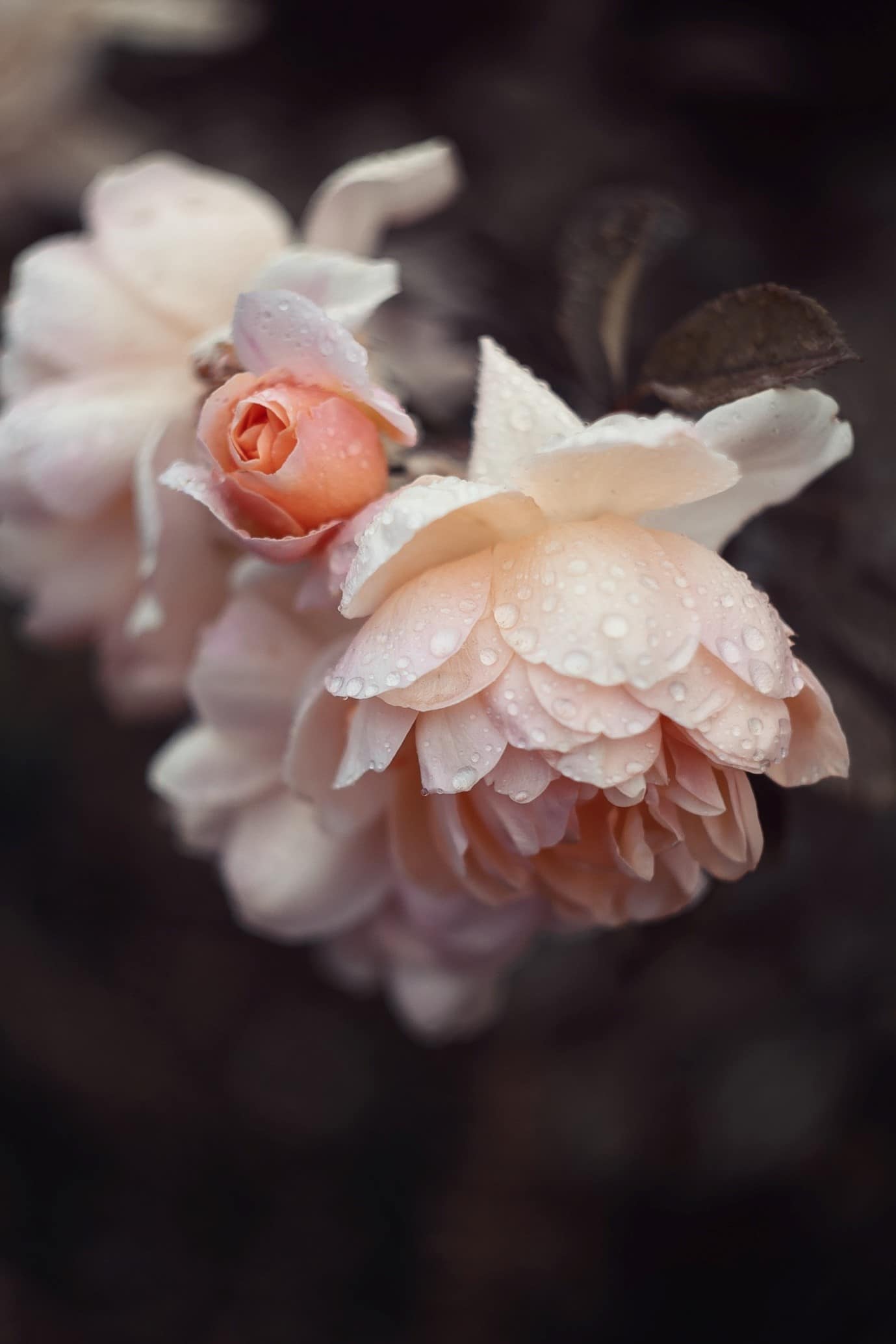 garden-flowers-rose