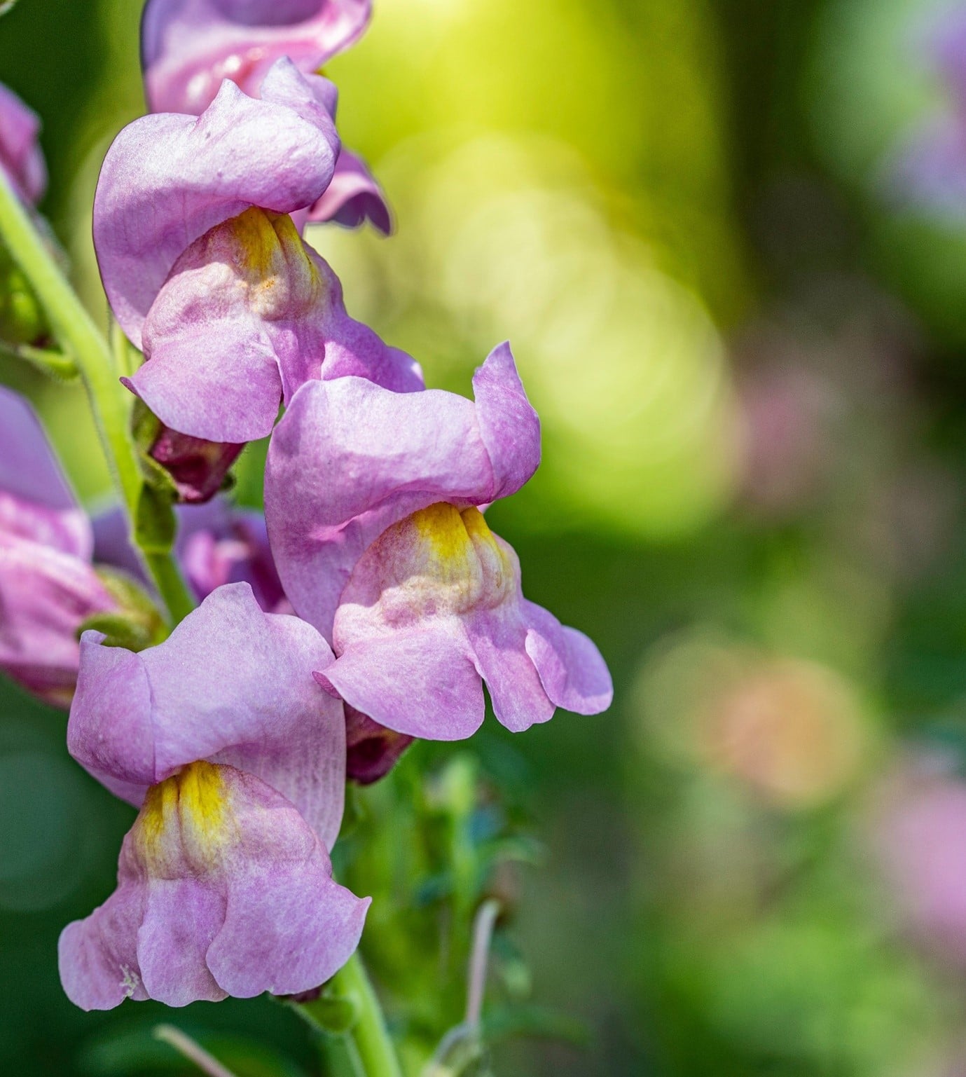 garden-flowers-snapdragons