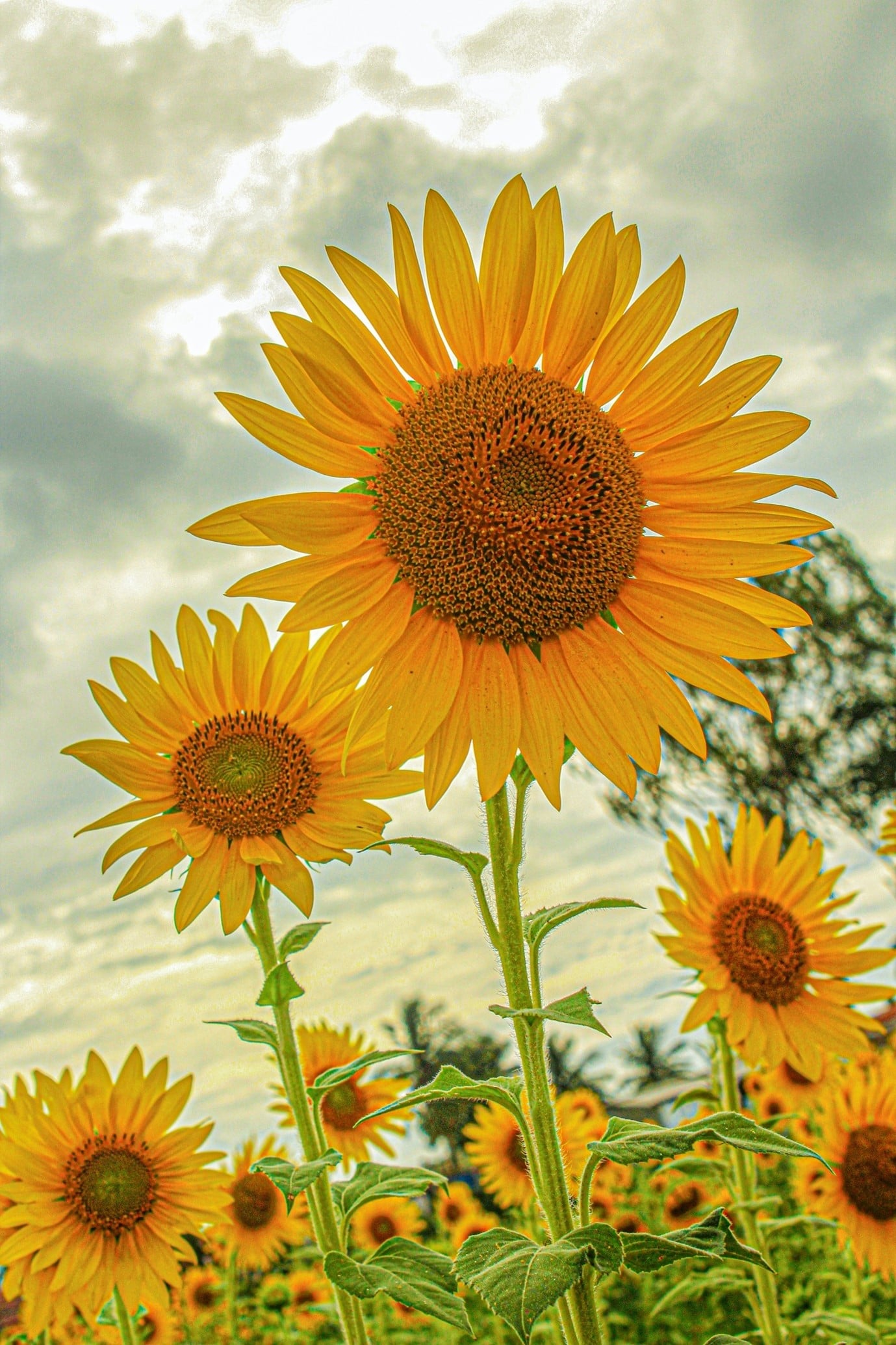 garden-flowers-sunflowers