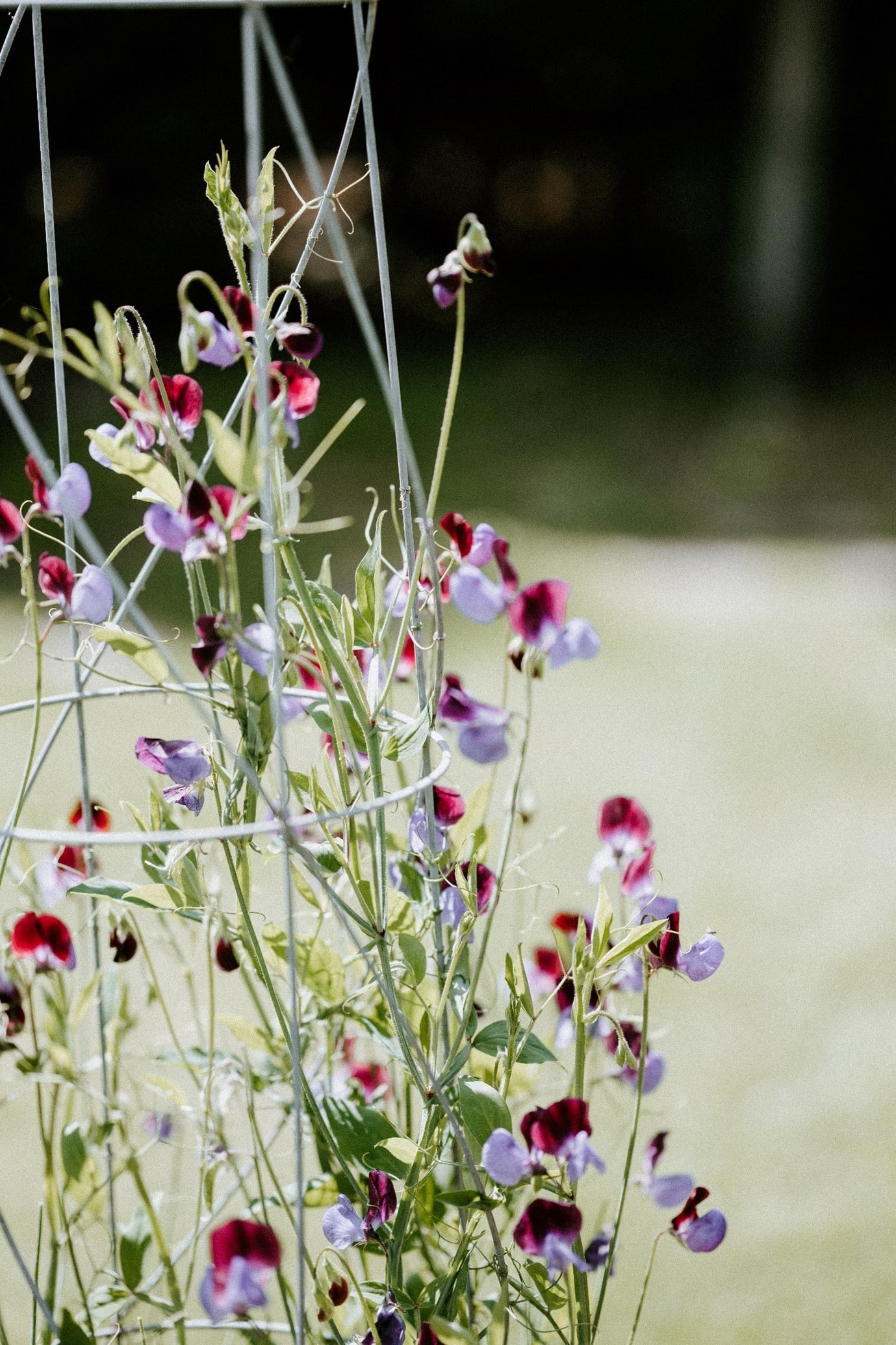 garden-flowers-sweetpea