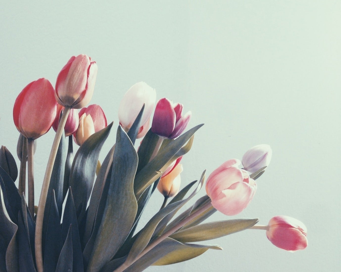 garden-flowers-tulips