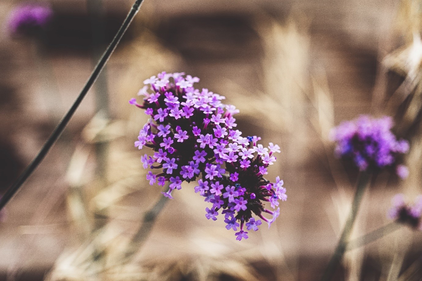 garden-flowers-verbena