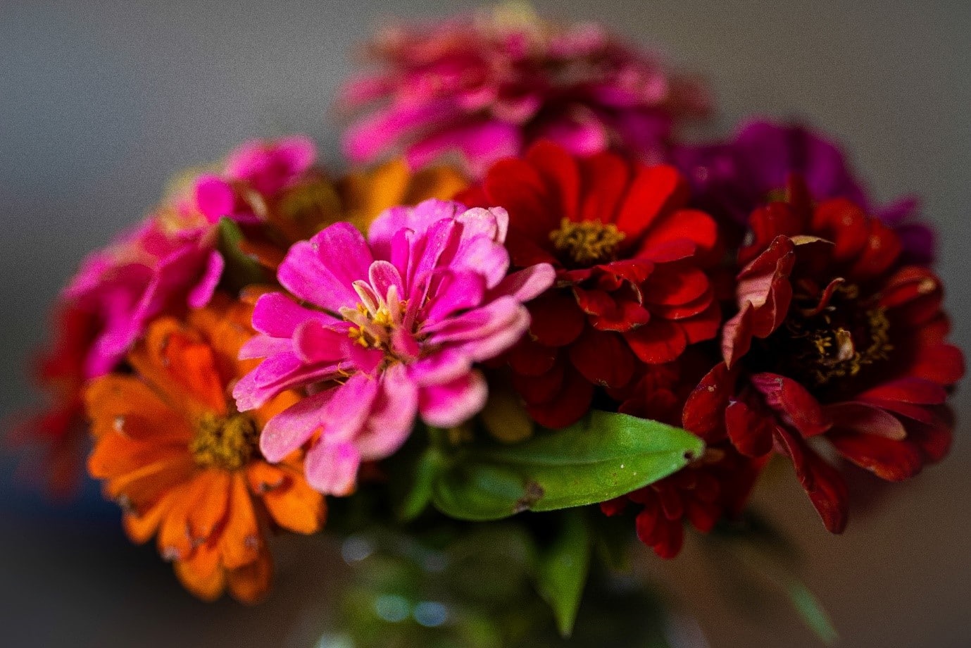 garden-flowers-zinnia