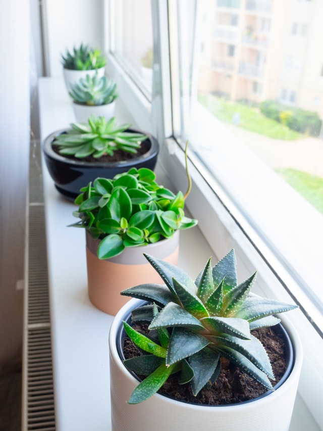 bedroom plants on windowsill