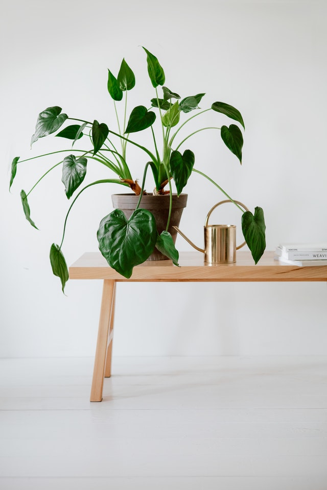 25+ Bedroom plants for your room