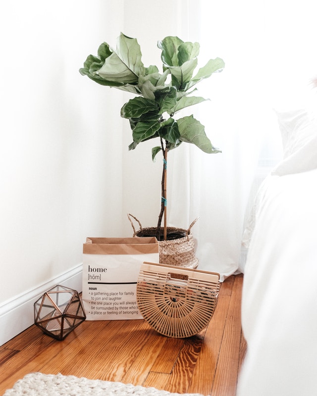 bedroom-plants-fiddle-leaf-fig