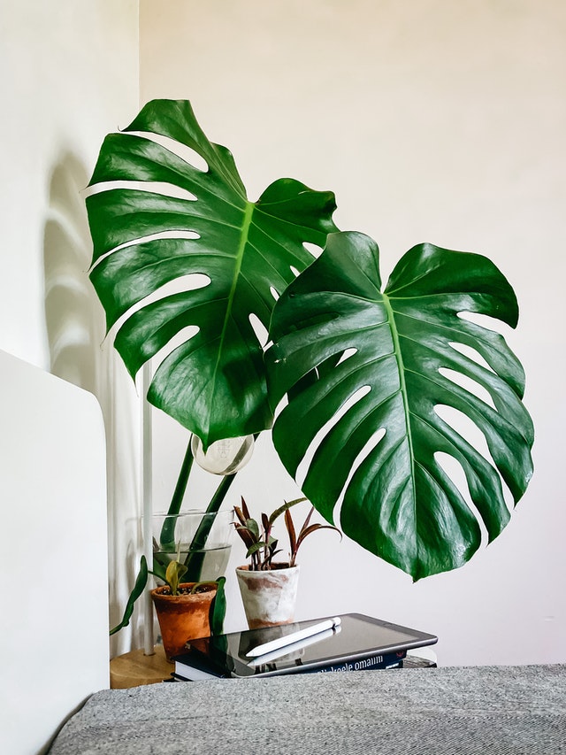 bedroom-plants-monstera