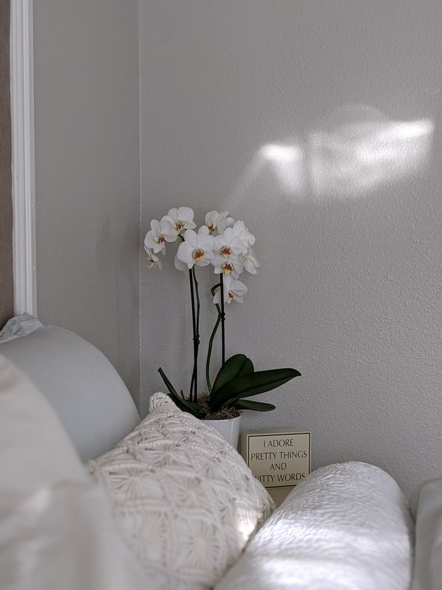 bedroom-plants-white-blooms