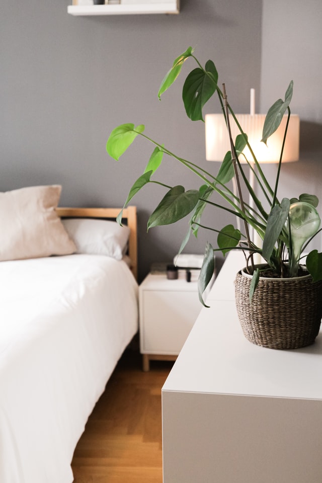 white bedroom with greenery