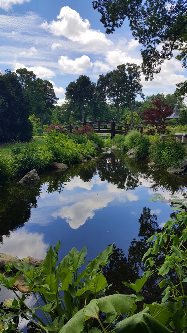 backyard-ponds-reflections