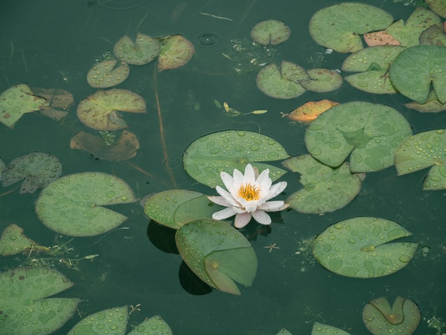 backyard-ponds-lotus