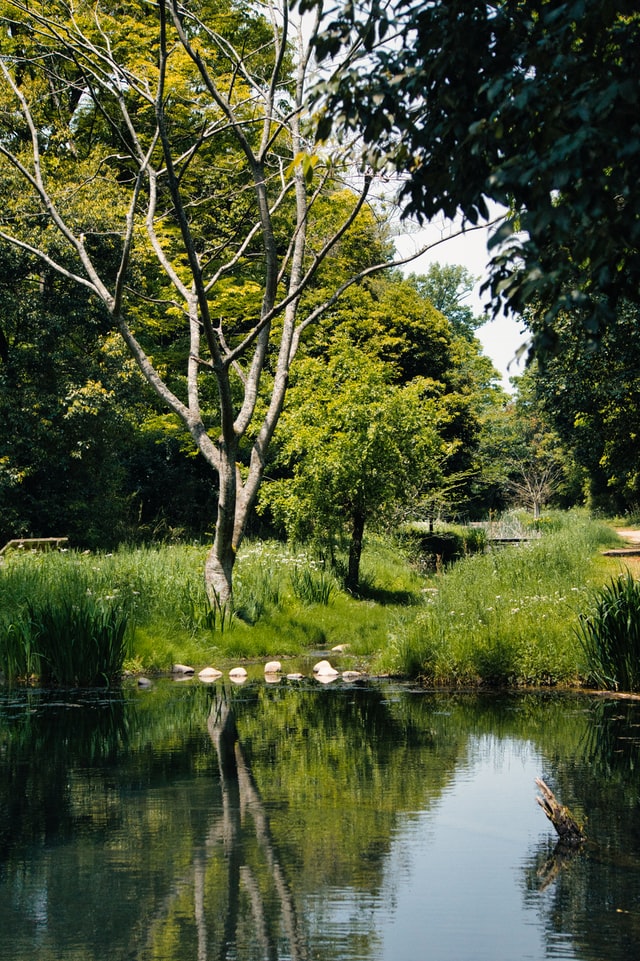 backyard-ponds-tranquil