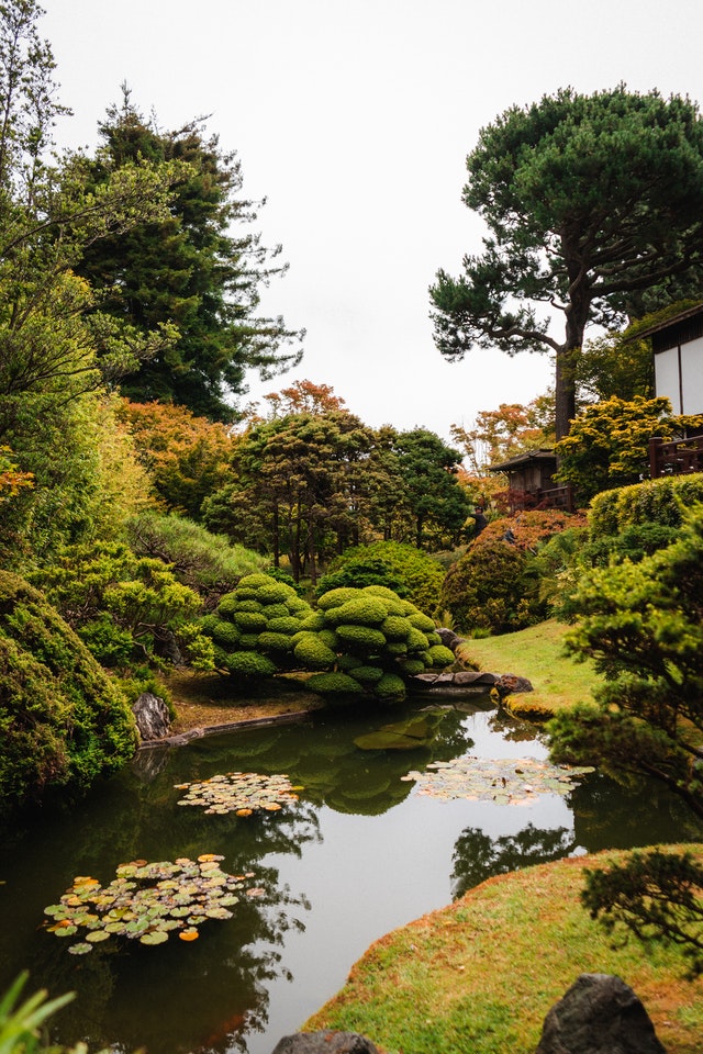 backyard-ponds-lilypads