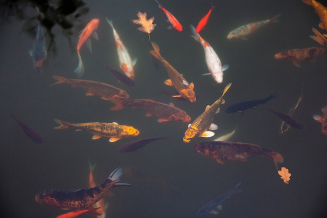 backyard-ponds-koi2