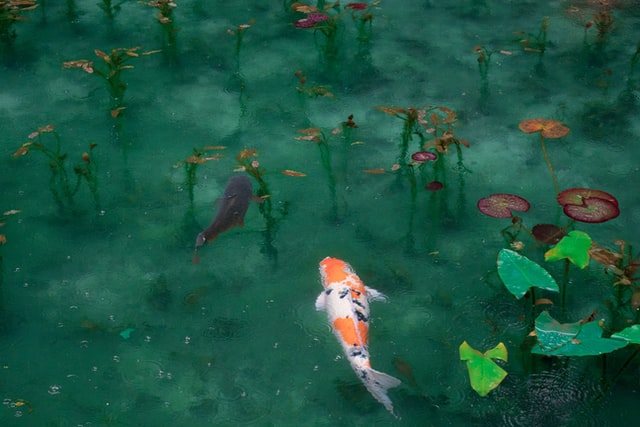 backyard-ponds-koi