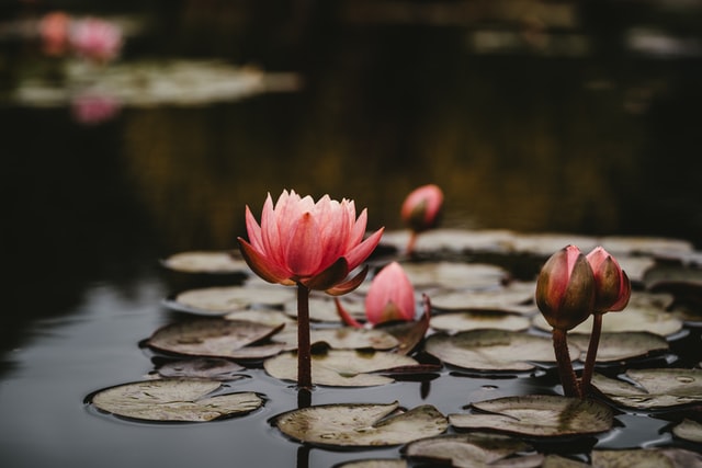 backyard-ponds-flowers