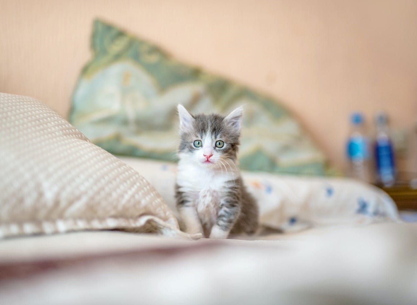 pastel-bedroom-kitty
