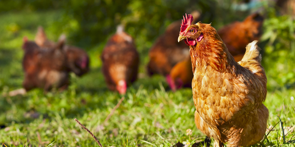 All cooped up: expert advice on how to build a chicken coop better than the PM