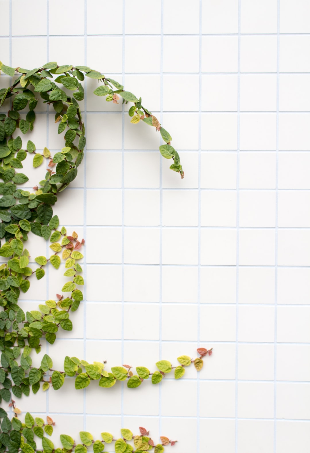 White tiles with a plant