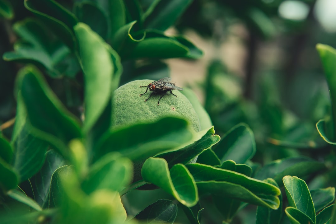 Fruit fly on green