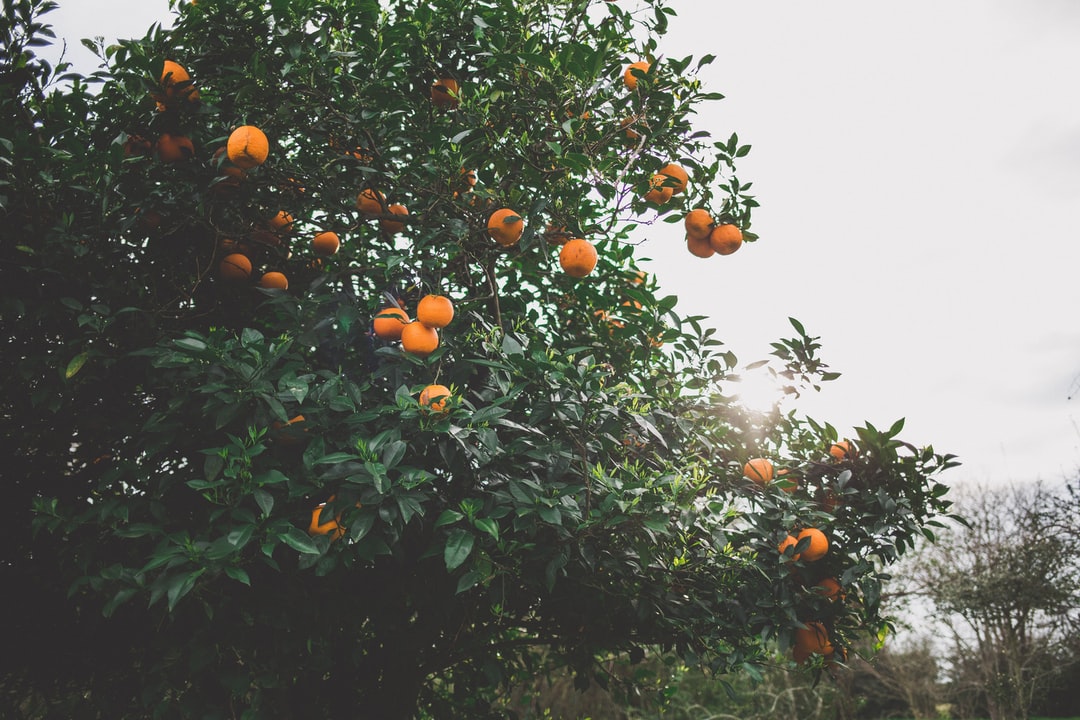 Fruit tree