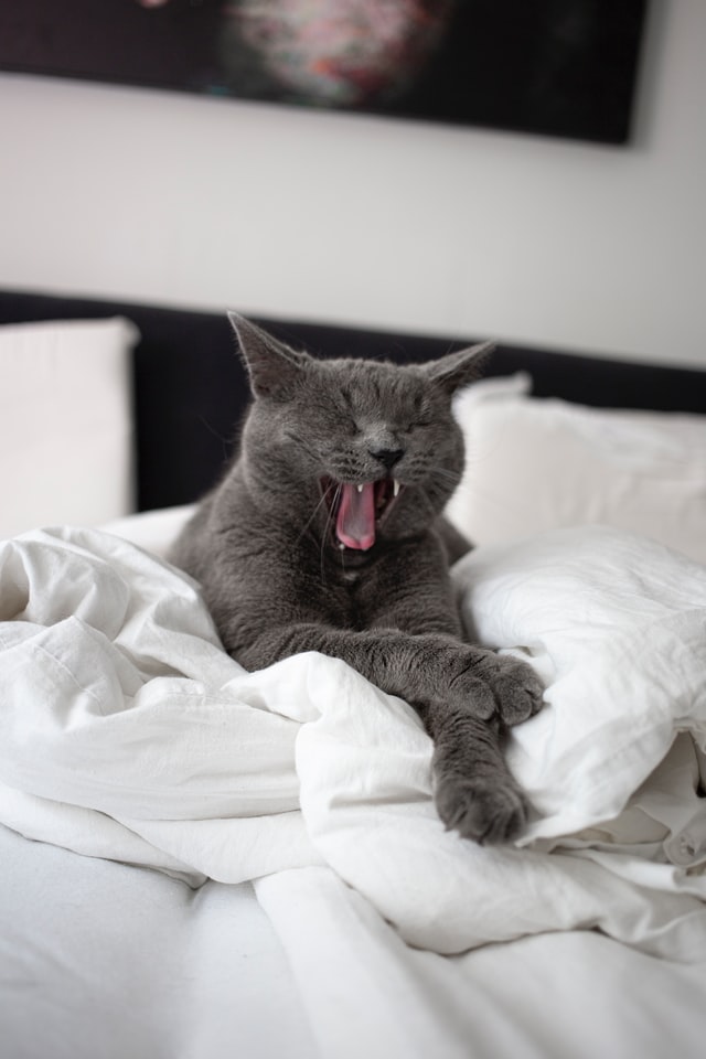 black bedroom with cat