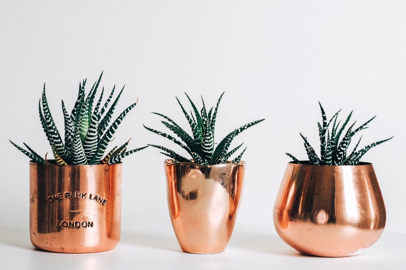 rose-gold-bedroom-plants