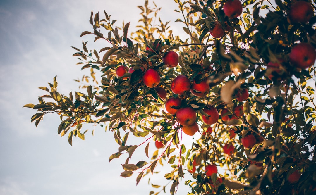 An apple tree against the sky